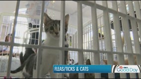 Tips for preventing fleas and ticks on cats