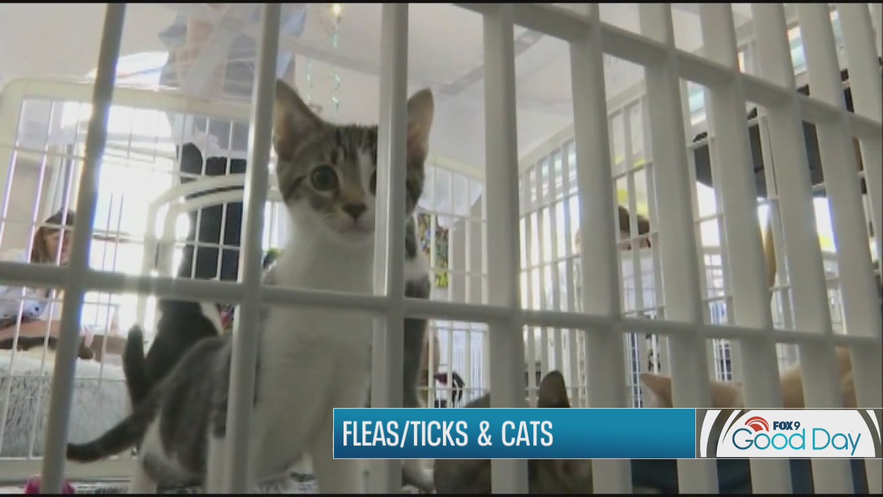 Tips for preventing fleas and ticks on cats