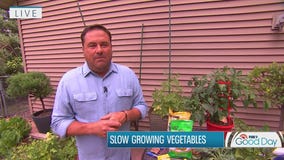 Tips to help your vegetable garden thrive