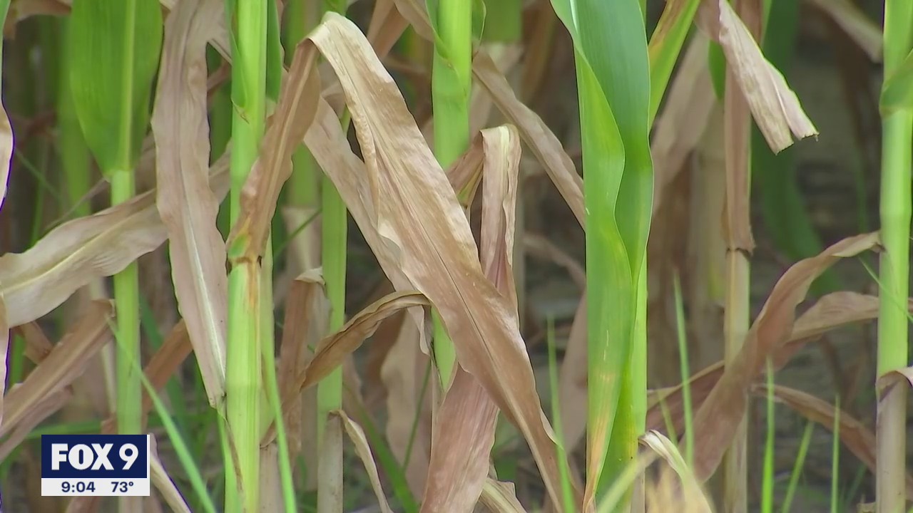 Farmers in the Minnesota River Valley struggle with drought