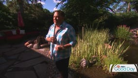 Garden Guy Dale K hops into water garden on FOX 9 Good Day