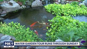 Koi pond among water gardens on Water Garden Tour this weekend