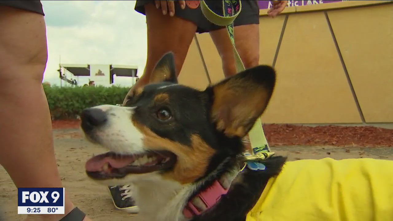 Corgis race at Canterbury Park | FOX 9 Minneapolis-St. Paul