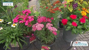 Gardening tips: Choosing the best perennials with the lasting blooms