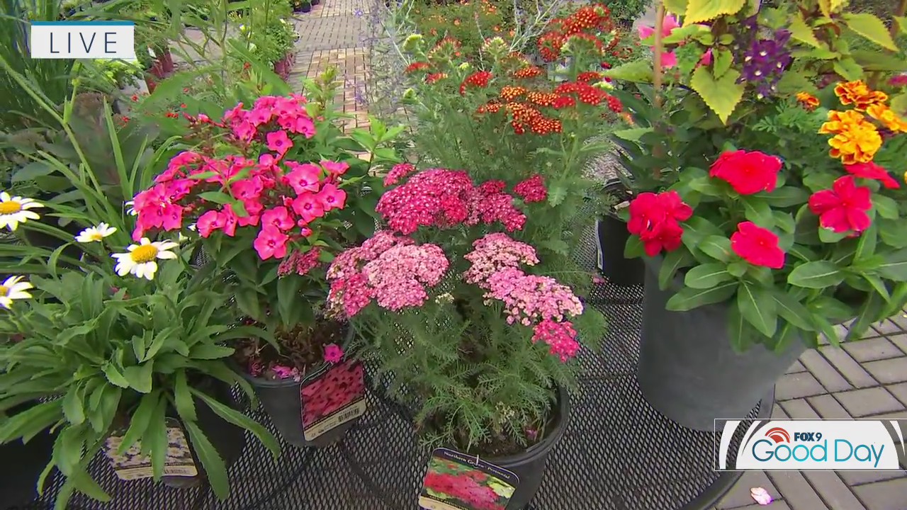 Gardening tips: Choosing the best perennials with the lasting blooms
