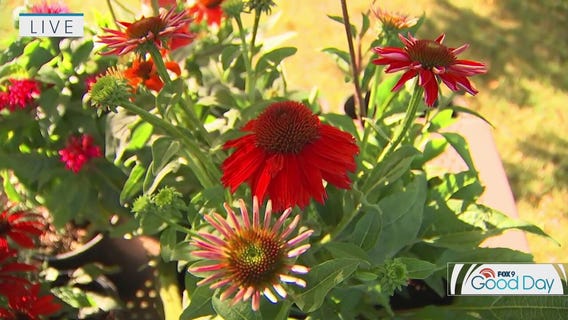 These plants thrive in the summer heat: Gardening tips
