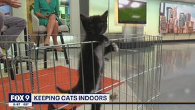 Indoor cat or outdoor cat?