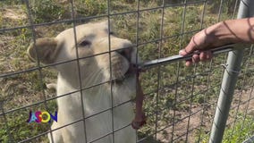 4 big cats rescued from 'Tiger King' park now living in Minnesota