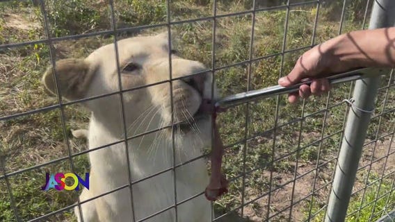 4 big cats rescued from 'Tiger King' park now living in Minnesota