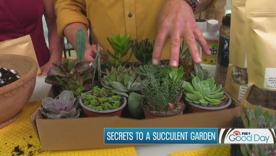 Tips for a thriving succulent garden