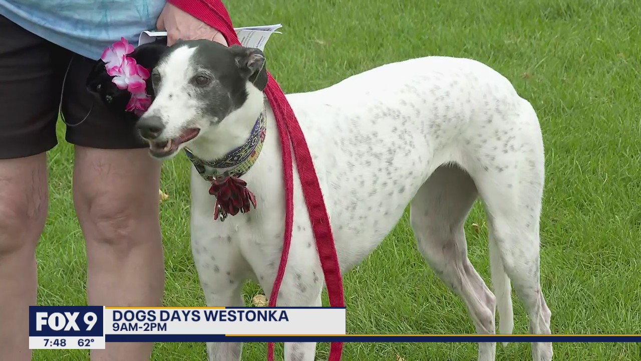 Dog Days of Summer in Westonka