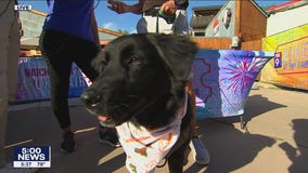 Minnesota State Fair: Meet the Minnesota Wild?s new mascot pup