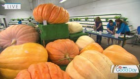 Vegetable judging on Day 1 of Minnesota State Fair