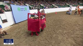 A look at the unique llama costume contest at the Minnesota State Fair