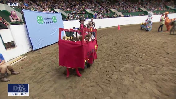 A look at the unique llama costume contest at the Minnesota State Fair