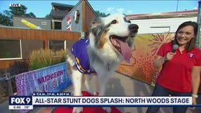Make a splash with All-Star Stunt Dogs