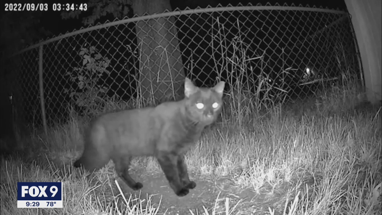 Brooklyn Park neighbors want action on growing colony of stray cats