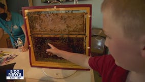 FOX 9's Junior Correspondent learns how to grow a bee beard at fair