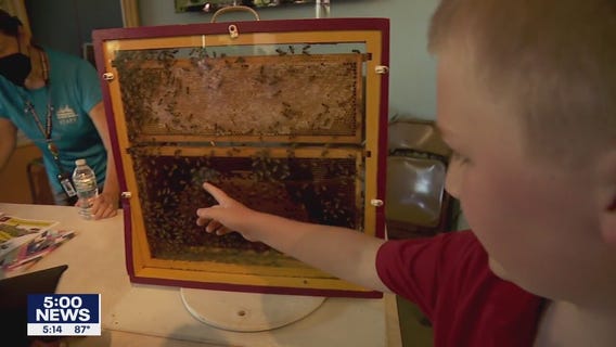 FOX 9's Junior Correspondent learns how to grow a bee beard at fair
