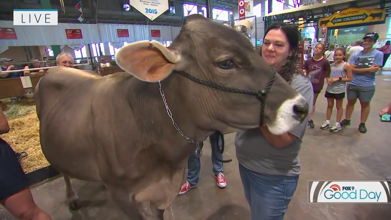 Milking at the Minnesota State Fair: Hannah and Dale go head-to-head