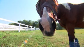 Horses provide healing services to greater Twin Cities community