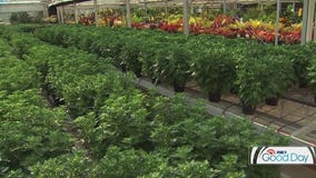 Como Park Conservatory: What goes into creating world-class flower shows?