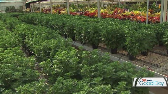 Como Park Conservatory: What goes into creating world-class flower shows?