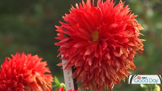 Minnesota home to one of eight Dahlia Trial Gardens in the world