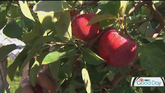 Minnesota's apples: What goes into making a world-class apple