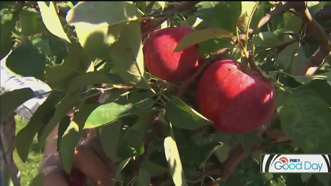 Minnesota's apples: What goes into making a world-class apple