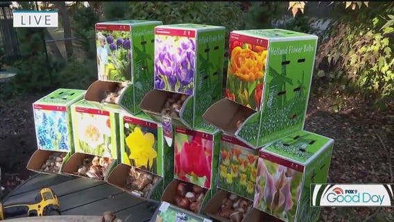 Tips for planting bulbs in the fall