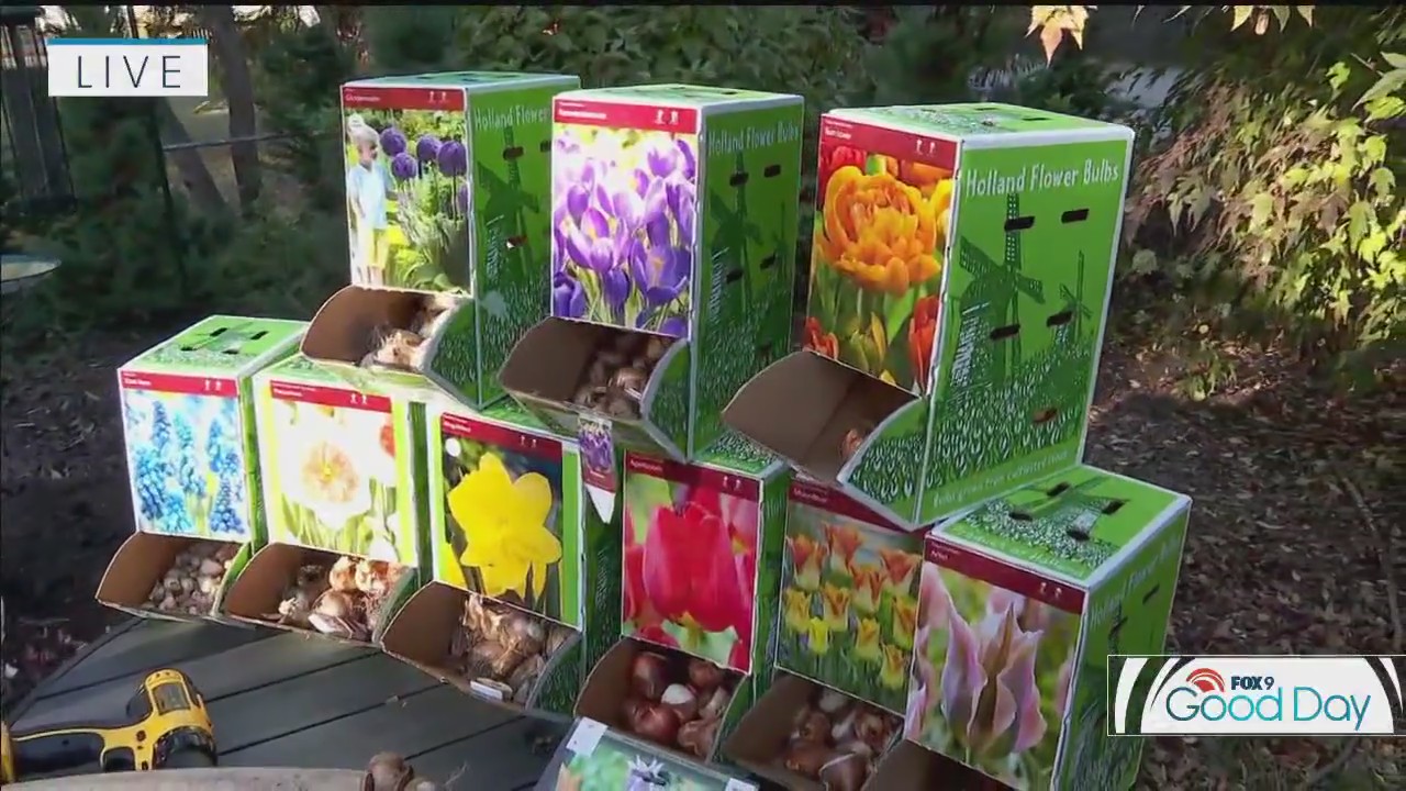 Tips for planting bulbs in the fall