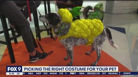 Keeping pets safe this Halloween: From costumes to preparing for trick-or-treaters