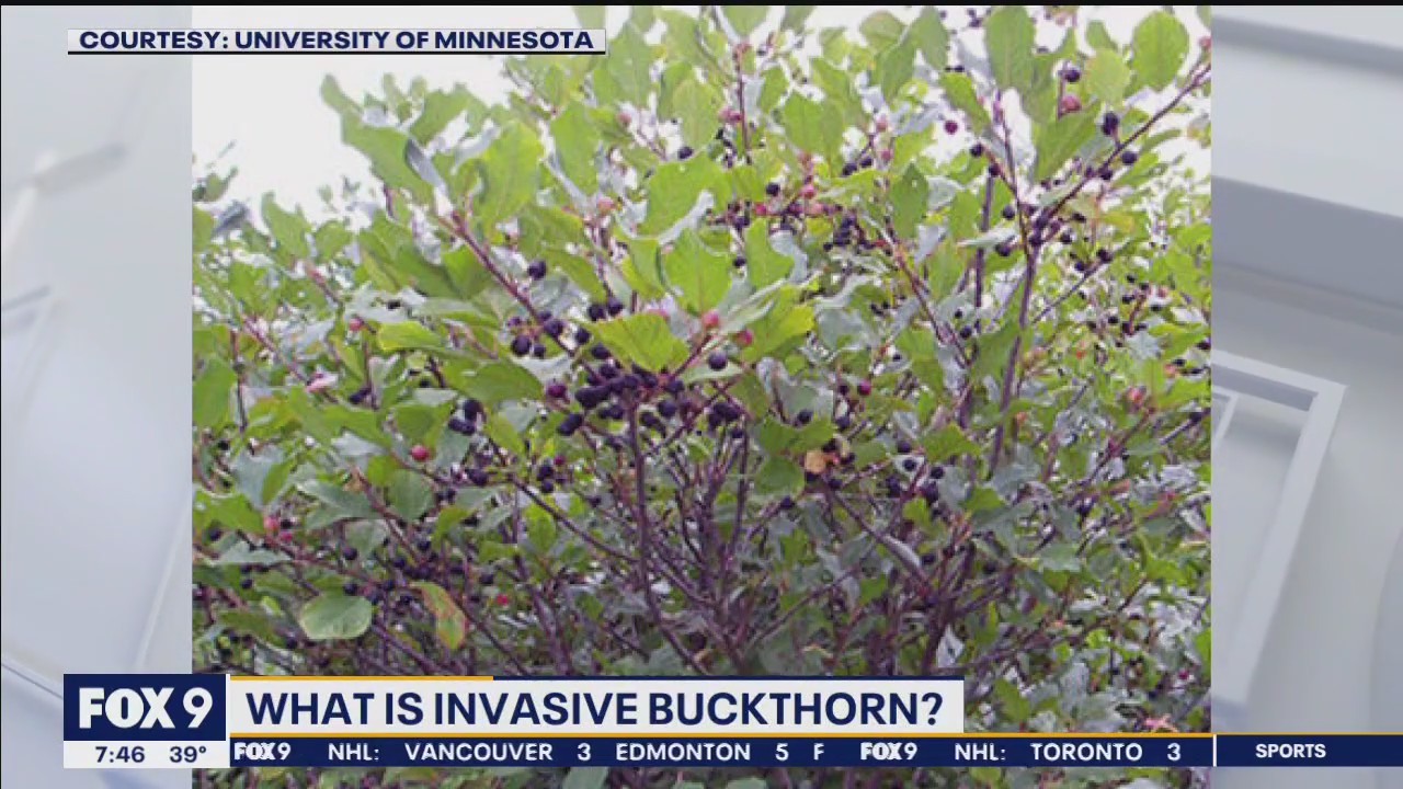 Why is buckthorn a problem?