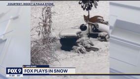 Fox plays in snow in Lake Elmo