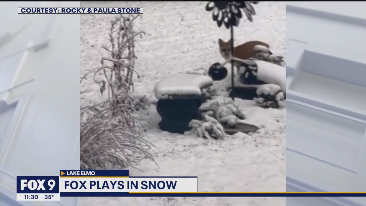 Fox plays in snow in Lake Elmo