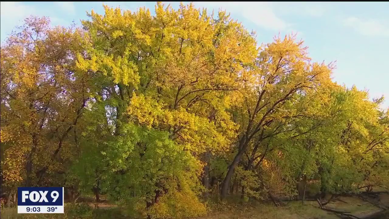 Peak Fall is here: Wave of fall color to wash over southern half of Minnesota, including Twin Cites