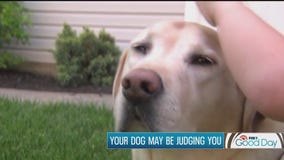 Your dog may be judging you