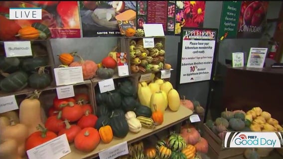 Gourds galore! A look at pumpkins, squashes and how to use them