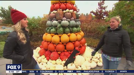 Minnesota Landscape Arboretum brings back pumpkin display