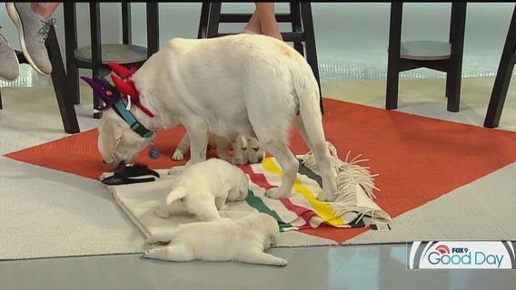 Pet safety during Halloween season