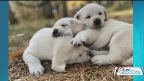 Dr. Eric of St. Paul Pet Hospital answers pet questions