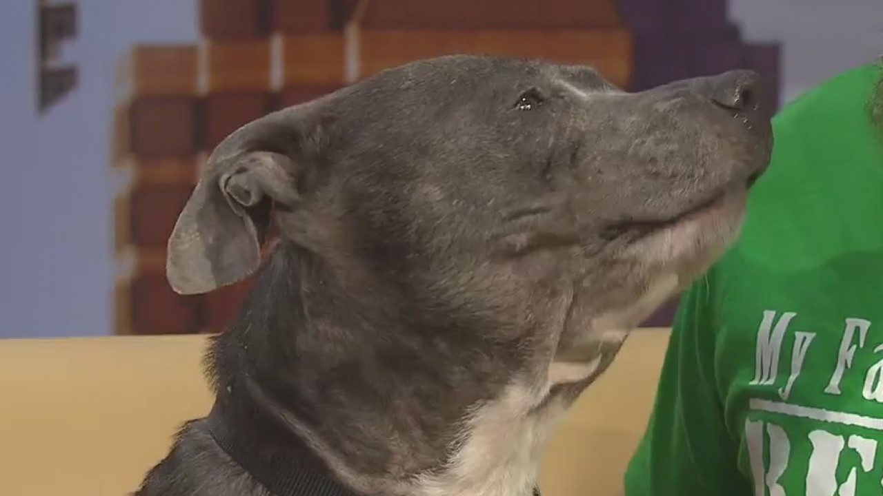 Pet of the Weekend: Grace