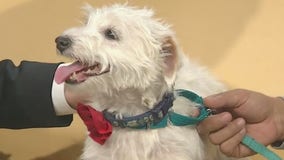Pet of the Week: Addie