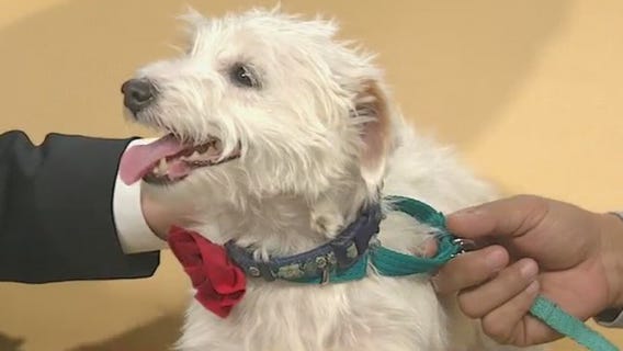 Pet of the Week: Addie