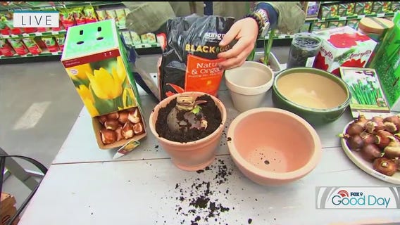 Tips for forcing your bulbs indoors