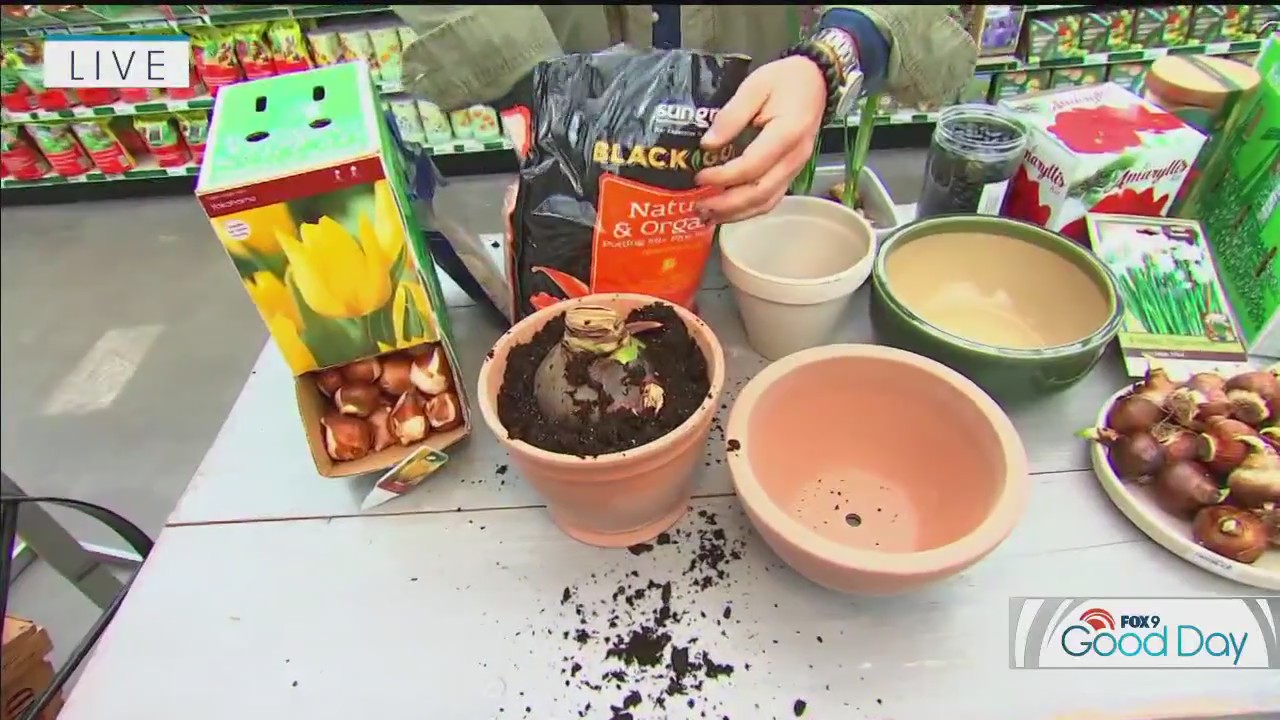 Tips for forcing your bulbs indoors