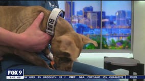 Caring for blind or deaf pets