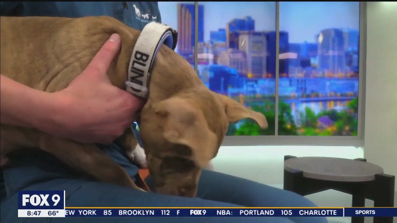 Caring for blind or deaf pets