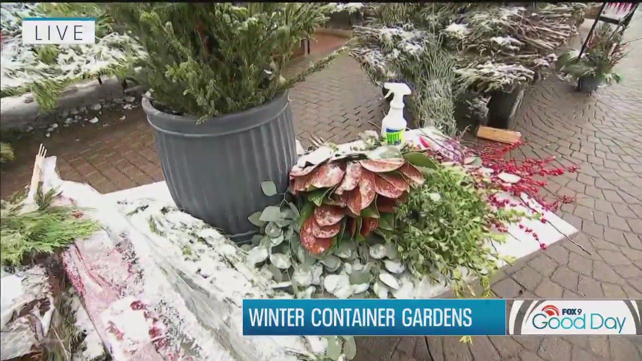Winter container garden tips from FOX 9's Garden Guy